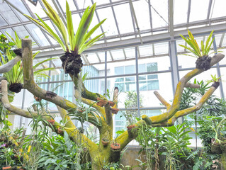 Delicate orchids bloom gracefully among lush green leaves and gnarled branches in a sunlit garden.