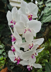 Delicate orchids bloom gracefully among lush green leaves and gnarled branches in a sunlit garden.