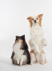 Sheltie and bordercollie sit upright with calm demeanor. A minimal white background emphasizes size contrast.