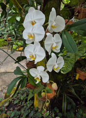 Delicate orchids bloom gracefully among lush green leaves and gnarled branches in a sunlit garden.