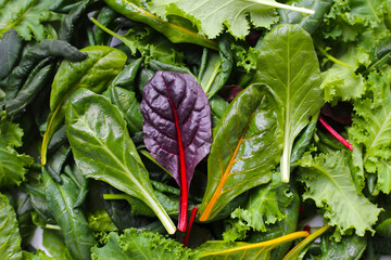 Mixed of fresh vegetable green leaves, including green kale and red-veined chard. 