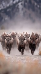 A powerful herd of bison rushing across the plains, creating a dramatic scene filled with dust and dynamic movement.