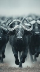 A herd of buffalo runs across an open field, showcasing their strength and majestic presence in a dramatic environment.