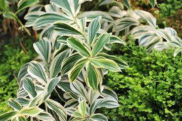 Cheilocostus speciosus  or colorful Crape ginger, Malay ginger, Spiral Flag in green garden