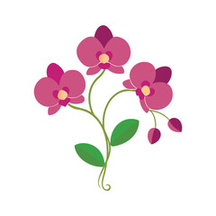 Vibrant pink orchid flowers vector illustration isolated Vector