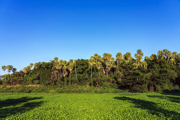 Beautiful view of Taraw palm or Livistona saribus forest tree wild. Tree with green leaves. Green trees with sky background. Island of Livistona saribus or Primeval forest. Lush foliage, Tall trees.