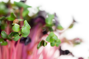 Close up of Confetti Mix Radish Micro Greens Growing on Coco mat