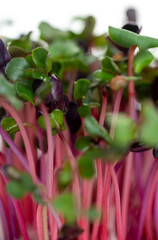 Close up of Confetti Mix Radish Micro Greens Growing on Coco mat