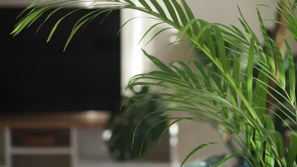 Indoor plant care tips for a lush home environment