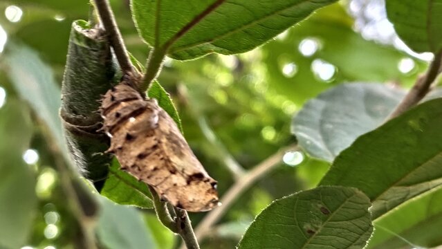 moth on leaf - Powered by Adobe