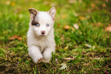 Australian Shepherd puppy with blue eyes runs toward the camera across green grass in autumn, full of curiosity and energy