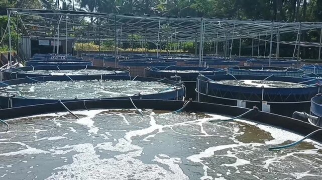 fish farming with a round pond biofloc system