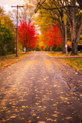 Naklejka premium Quiet American street covered with autumn leaves and lined with colorful red and yellow trees during fall season.
