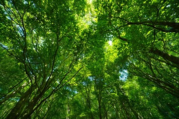 Lush Green Forest Canopy View