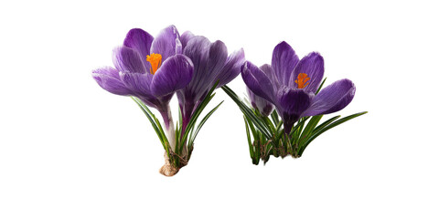 Two purple crocus flowers with yellow centers, black backdrop