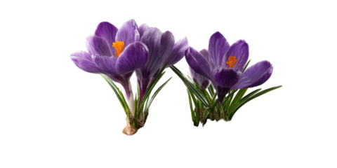 Two purple crocus flowers with yellow centers, black backdrop