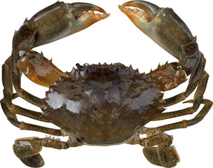 Crab Isolated On Transparent Background