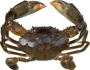 Crab Isolated On Transparent Background