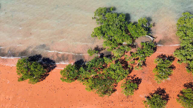 Aerial view of mangroves growing along red sand beach and turquoise water in Northern Australia