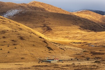 Grazing Livestock in the Golden Valley with homestead