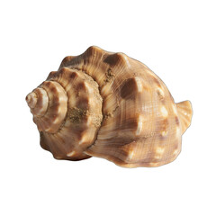 Natural Spiral Seashell with Glitter Accents Isolated on a Transparent Black Background