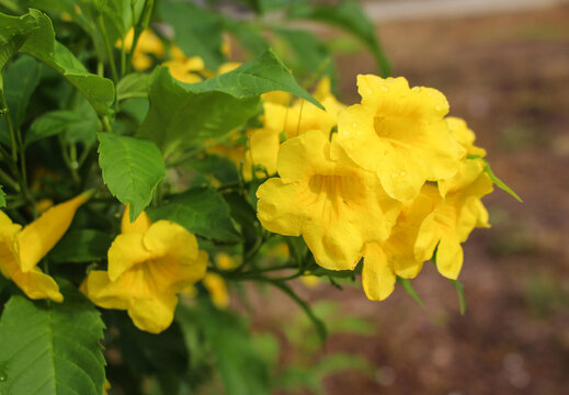 Bright yellow Tecoma stans flowers with fresh raindrops in natural outdoor garden lighting