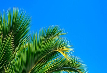 Lush green palm tree against a vibrant blue sky, landscape, ocean