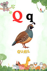 Quail
