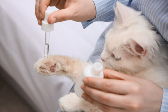 Woman applying oil onto cat's paw at home, closeup