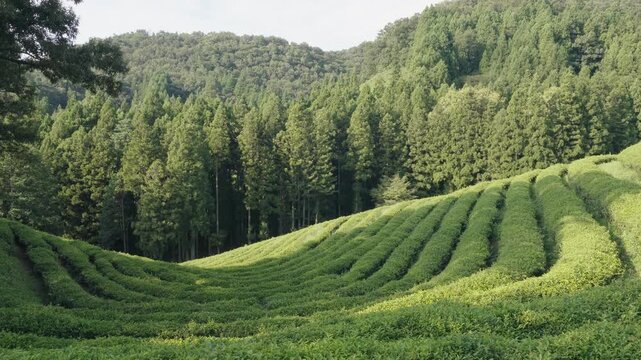 Large area of green tea fields in the boseong. 보성 녹차밭의 풍경.