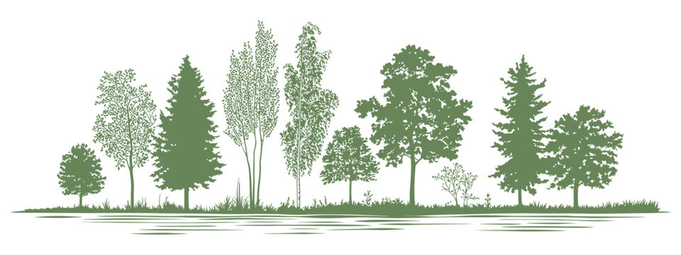 Minimal style tree line cad drawing, wetland forest side view section outline for landscape design, architectural vector illustration, forestry planning, landscape architecture, cad sketch