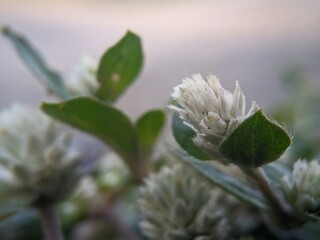 White wild flower macro with soft background

