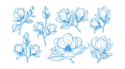 Hand-drawn line art of magnolia flowers in a botanical sketch collection.