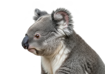 Detailed portrait of a gray koala bear with furry ears and nose, australian wildlife animal photography, digital art, isolated on transparent background