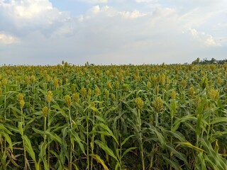 Wide view of a green sorghum field under a bright sky in early growing season
