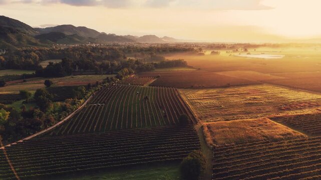 Aerial panoramic view over italian prosecco vineyard rows, during a foggy sunrise