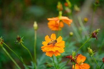 bee on a flower