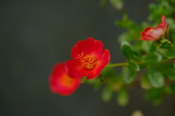 red poppy flower