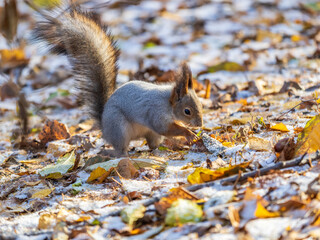 Autumn squirrel sits on green grass with yellow fallen leaves covered with first snow. Eurasian red squirrel, Sciurus vulgaris