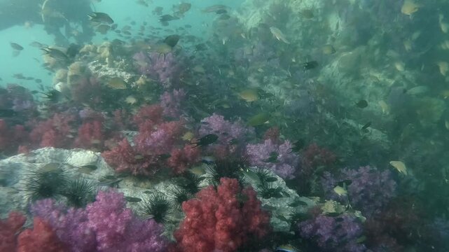 Underwater scenery of soft corals, anemones and damsel fishes on the rocky sea floor in cinematic slow-motion high resolution