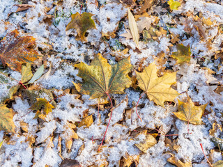First snow on the green grass and fallen leaves in autumn. Yellow and green fallen leaves on the grass with snow.