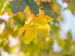 Maple branches with yellow leaves in autumn, in the light of sunset.