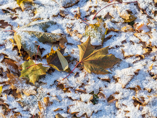 First snow on the green grass and fallen leaves in autumn. Yellow and green fallen leaves on the grass with snow.