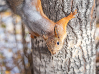Squirrel sitting upside down on a tree trunk. The squirrel hangs upside down on a tree against colorful blurred background. Close-up.