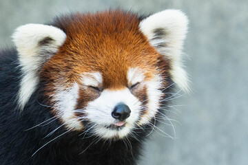 Close-up portrait of a cute red panda with eyes closed and tongue out
