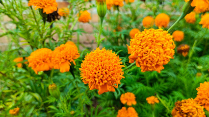 Vibrant Orange Marigold Flowers in Full Bloom.