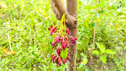 Vibrant Pink Starfruit Flowers Blooming on Tree Trunk in Lush Green Garden.