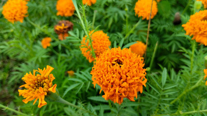 Vibrant Orange Marigold Flowers Blooming in a Garden.