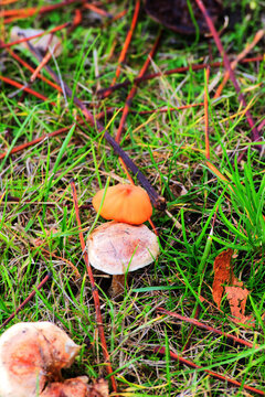 deceiver, lackluster laccaria, or waxy laccaria (Laccaria laccata)