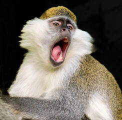 Monkey monkey on a dark background close-up.